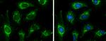 PDHB Antibody in Immunocytochemistry (ICC/IF)