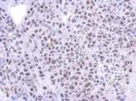 RRP12 Antibody in Immunohistochemistry (Paraffin) (IHC (P))