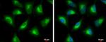 PGLS Antibody in Immunocytochemistry (ICC/IF)