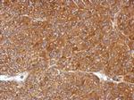 PGLS Antibody in Immunohistochemistry (Paraffin) (IHC (P))