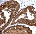 PGLS Antibody in Immunohistochemistry (Paraffin) (IHC (P))