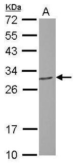 PGLS Antibody in Western Blot (WB)