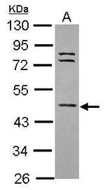 WDR85 Antibody in Western Blot (WB)