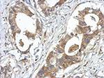 GPRASP2 Antibody in Immunohistochemistry (Paraffin) (IHC (P))