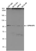 GPRASP2 Antibody in Western Blot (WB)