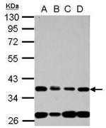 NUP35 Antibody in Western Blot (WB)