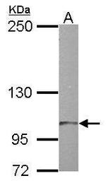 TTLL7 Antibody in Western Blot (WB)