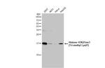 H3K27me3 Antibody in Western Blot (WB)