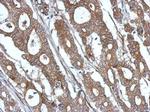 ISG15 Antibody in Immunohistochemistry (Paraffin) (IHC (P))