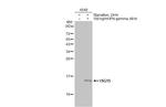 ISG15 Antibody in Western Blot (WB)