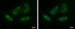 KIAA0391 Antibody in Immunocytochemistry (ICC/IF)