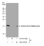H3K9me3 Antibody in Immunoprecipitation (IP)