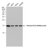 H3K9me3 Antibody in Western Blot (WB)