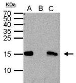 H3K4me2 Antibody in Immunoprecipitation (IP)