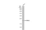 DERL3 Antibody in Western Blot (WB)