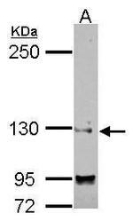 SAP130 Antibody in Western Blot (WB)