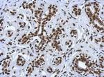 H4ac pan-acetyl (K5,K8,K12,K16) Antibody in Immunohistochemistry (Paraffin) (IHC (P))