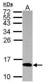 H4ac pan-acetyl (K5,K8,K12,K16) Antibody in Western Blot (WB)