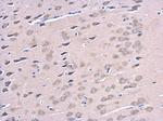 ATG12 Antibody in Immunohistochemistry (Paraffin) (IHC (P))