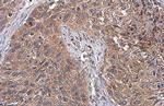 ATG12 Antibody in Immunohistochemistry (Paraffin) (IHC (P))