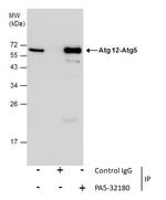 ATG12 Antibody in Immunoprecipitation (IP)