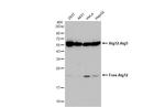 ATG12 Antibody in Western Blot (WB)