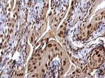 CHD4 Antibody in Immunohistochemistry (Paraffin) (IHC (P))