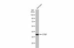 CTGF Antibody in Western Blot (WB)