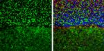 GEF-H1 Antibody in Immunohistochemistry (Frozen) (IHC (F))