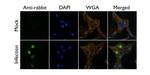 Influenza A PB2 Antibody in Immunocytochemistry (ICC/IF)