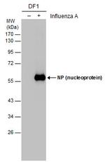 Influenza A NP Antibody in Western Blot (WB)