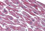 PACAP Receptor Antibody in Immunohistochemistry (Paraffin) (IHC (P))