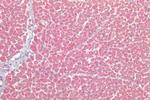 AGTR2 Antibody in Immunohistochemistry (Paraffin) (IHC (P))