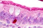 C3a Receptor Antibody in Immunohistochemistry (Paraffin) (IHC (P))