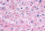 Glucagon Receptor Antibody in Immunohistochemistry (Paraffin) (IHC (P))