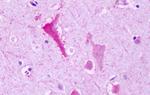 GPR137B Antibody in Immunohistochemistry (Paraffin) (IHC (P))