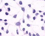 CRTH2 Antibody in Immunocytochemistry (ICC/IF)