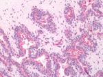 RAI3 Antibody in Immunohistochemistry (Paraffin) (IHC (P))