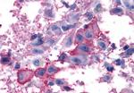 mGluR7 Antibody in Immunohistochemistry (Paraffin) (IHC (P))