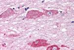 mGluR7 Antibody in Immunohistochemistry (Paraffin) (IHC (P))