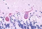 GRPR Antibody in Immunohistochemistry (Paraffin) (IHC (P))