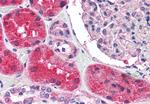 KCNN2 Antibody in Immunohistochemistry (Paraffin) (IHC (P))