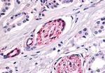 PTPRE Antibody in Immunohistochemistry (Paraffin) (IHC (P))