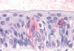 TAS1R3 Antibody in Immunohistochemistry (Paraffin) (IHC (P))