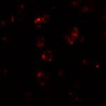 ABCA7 Antibody in Immunocytochemistry (ICC/IF)