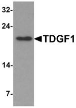 Cripto Antibody in Western Blot (WB)