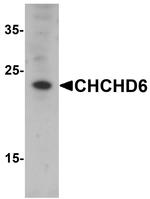 CHCHD6 Antibody in Western Blot (WB)