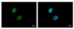 RAD17 Antibody in Immunocytochemistry (ICC/IF)