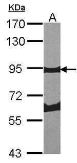 Periostin Antibody in Western Blot (WB)