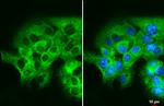 mTOR Antibody in Immunocytochemistry (ICC/IF)